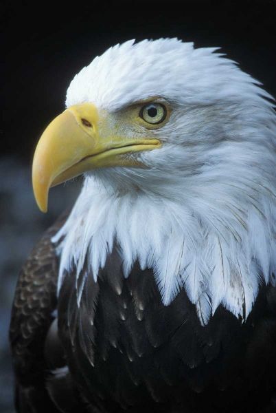 Alaska, Inside Passage Adult bald eagle portrait